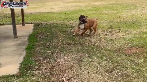 Month 5 Old Boerboel Bear Before/After Video Duluth Georgia Dog Training