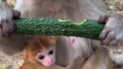 🐒 Cute Baby Monkey🐵 #3