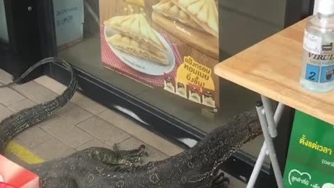 Huge Lizard Tries to Enter Convenience Store