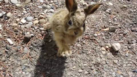 Baby Bunny attack when set free