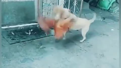 Funy fighting MORTAL /rooster Vs dog/ 😂😂😂