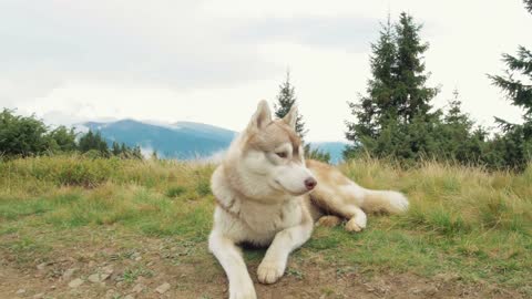 Watch How Adorable This Puppy Laid On The Grass - Spring Time!