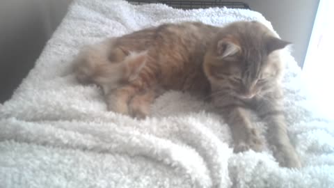 Happy Kitty Kneeding Blanket