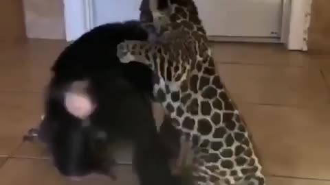 monkeys playing with jaguar. Mulher brincando com onça
