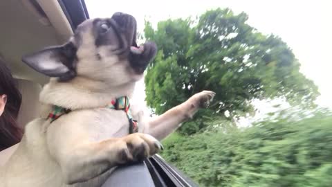 Pug attempts to bite passing trees from car window