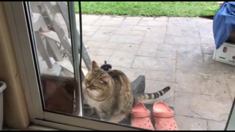 Well-mannered Cat Politely Knocks On The Cat Flap