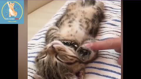 So Many Cute Kittens Videos 2022 | Cute Pets