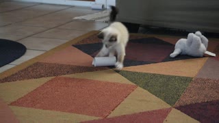 Kitten Sharpens Skills with Toilet Paper Roll