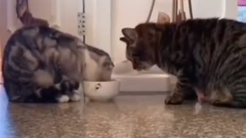 Two Cute Cats sharing food 😸