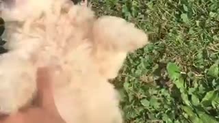 Small black white puppy lies on grass while being pet