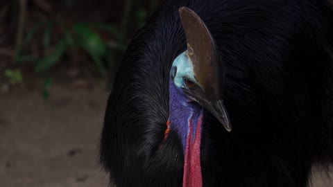Strange and beautiful bird live in southern cassowary