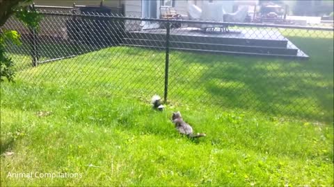 Baby Skunks Trying To Spray Funniest Compilation