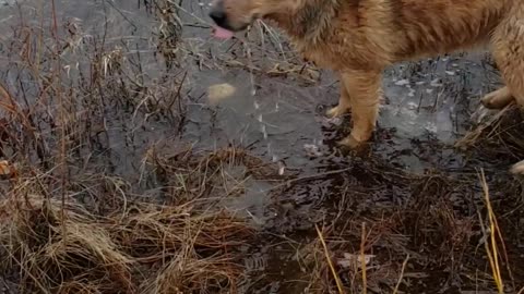 Crazy Cooper after a stone in freezing water