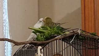 Love Birds, Delightful Flirting Budgies