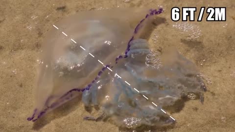 10 Craziest Sea Creatures Recently Discovered!