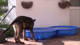 Young german shepherd dog tries to eat water