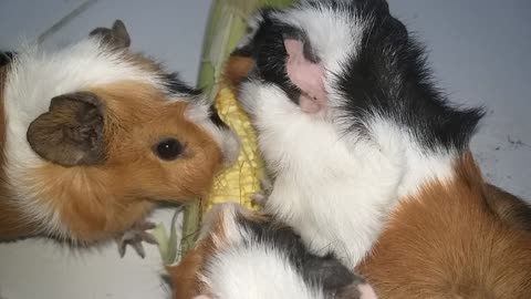 Guinea pig