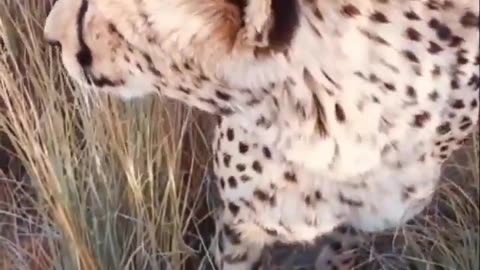 A Friendly Cheetah and Her Cubs Meet a Photographer in the Jungle