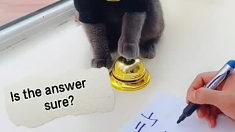 intelligent black cat