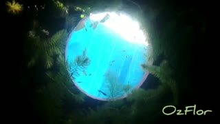 Relaxing Music - My covidhoax lockdown water tank with small fishes