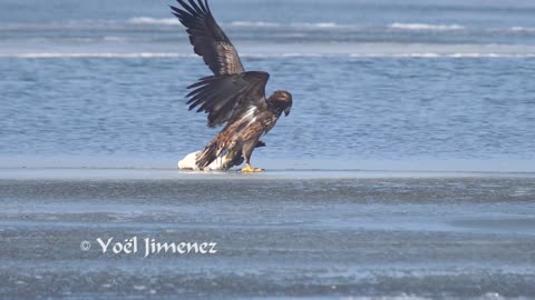 White-tailed Sea-eagle catching big fish