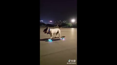 Roller scatting doggies