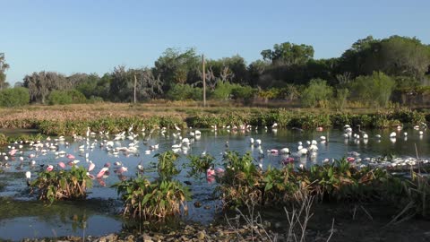 birds feeding in Florida wetlands