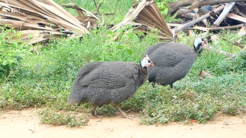 My bird at my rural village