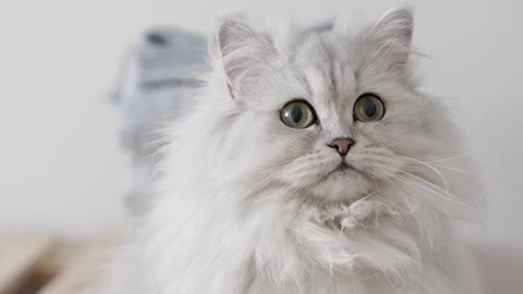 A White persian cat