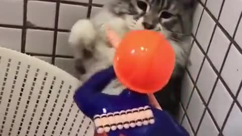 A terrified cat eventually overcomes fear