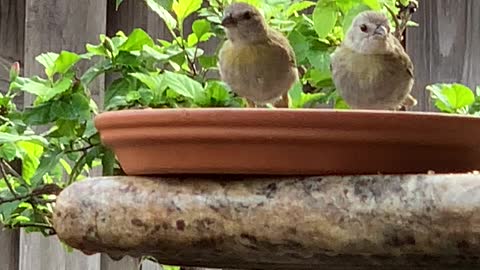 Baby Saffron Finch’s came solo to eat