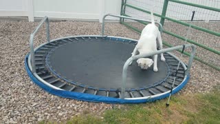 American bulldog trying to jump on upsidown trampoline