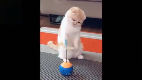 cute and funny pets complilation