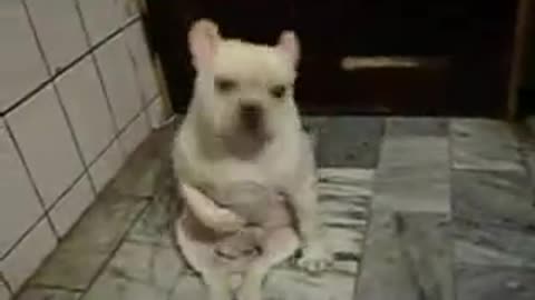A puppy is very happy with the song