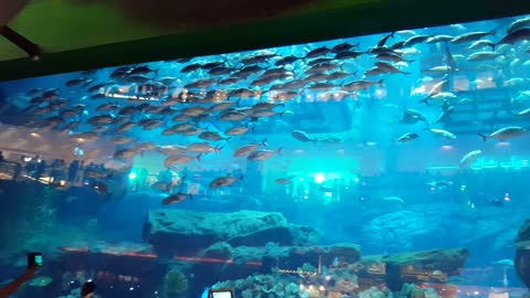 Dubai fish aquarium in dubai mall