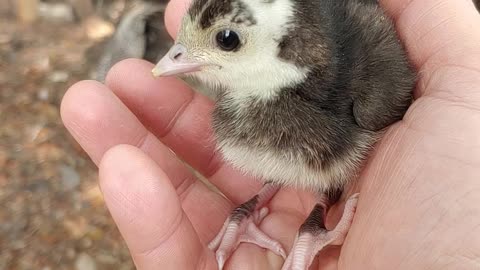 Baby turkey