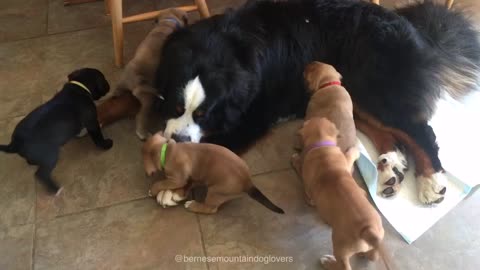 Bernese Mountain Dog lets rescue puppies play on him