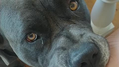 Dog Begs For Scraps In Cutest Possible Way