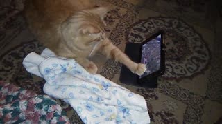 Gunga Watching Cat Video!