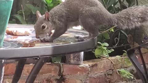 Eat and Run Squirrel