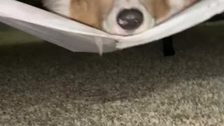 Corgi Uses Box Spring like a Hammock