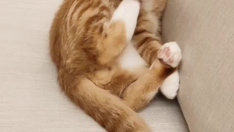 Goofy Kitty Nibbles His Own Paw
