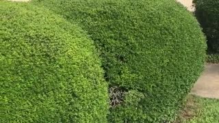 Black shirt guy in hat jumps into green bush