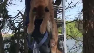 Cougar gets saved from a tree in British Columbia