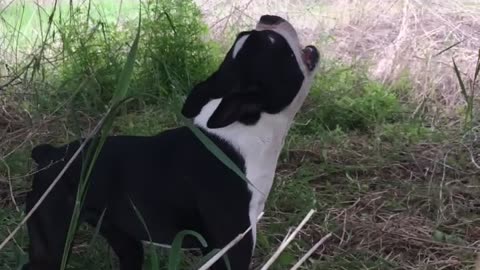 Four dogs love playing with backyard trampoline