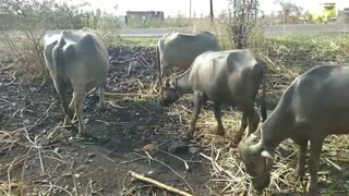 Kids Buffalo Video With Sound - BUFFALOS - Animal Videos Specially Made For Children
