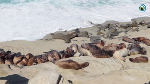 Seal On The Beach, Seal Sleeping On Sand, Video Of Seal Swimming - BilliaPew