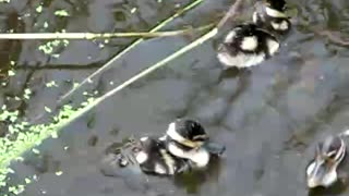 Baby Black Bellied Whistling Ducks
