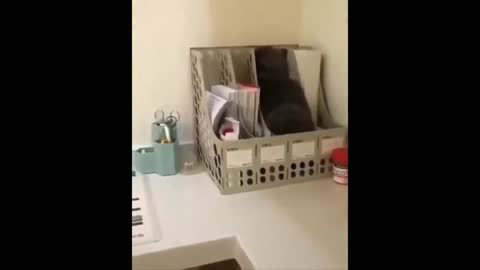 Funny cat, loves folders