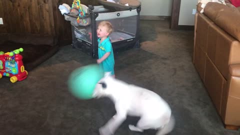Toddler cracks up at spinning bull terrier holding balloon